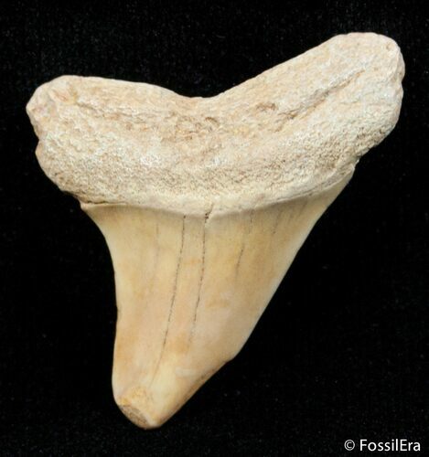 Inch Summerville Fossil Mako Shark Tooth #2837